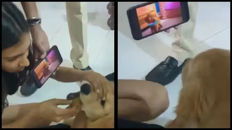 स्मार्टफोन का बुखार फैल रहा है: बच्चों के बाद कुत्तों ने भी कर दिया फोन हेरफेर, वीडियो देख सिर पीट लेंगे आप