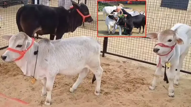 पुष्कर मेला 2025 में 16 इंच ऊंची पुंगनूर गाय बनी चर्चा का विषय, पीएम मोदी से जुड़ा खास संबंध