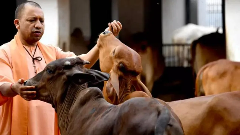 गोवर्धन पूजा पर CM योगी का बड़ा ऐलान, यूपी में गोवंश पालन से हर महीने कमा सकेंगे ₹6,000