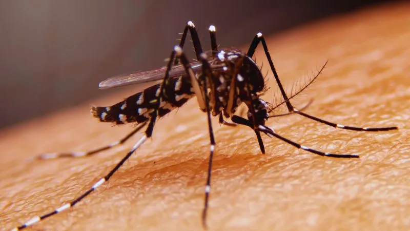 Dengue Fever: बदलते मौसम में बढ़ रहे डेंगू के मामले, जानें इसके कारण, लक्षण और उपचार