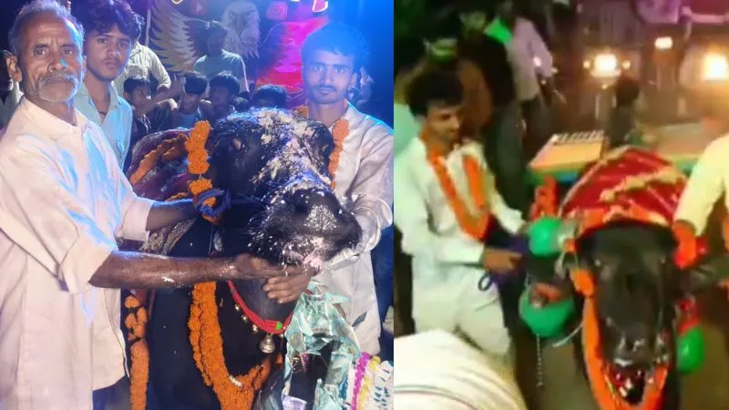 भैंसे के बर्थडे पर बना दिया माहौल… लाखों उड़ाए, नोटों की माला पहनाई, DJ पर थिरका पूरा गांव, देखें Video