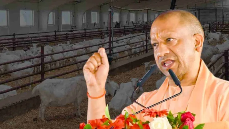 यूपी सरकार की बकरी पालन योजना के तहत 1 करोड़ तक का लोन, आधा खर्च उठाएगी सरकार