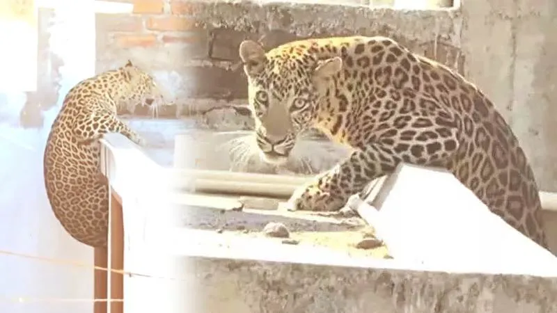 नागपुर: घनी आबादी वाले इलाके में घरों की छतों पर घूमता दिखा तेंदुआ, सात लोगों को किया घायल, घंटों बाद किया गया रेस्क्यू