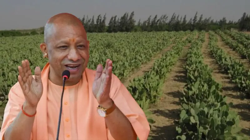 CM योगी की पहल, बंजर जमीन पर उगेगा सोना, नागफनी की खेती से किसान होंगे मालामाल