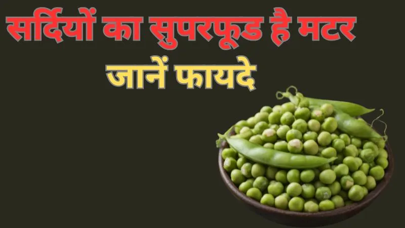 दिल को स्वस्थ रखने से डायबिटीज़ को कंट्रोल करने तक, सर्दियों का सुपरफूड है मटर, जानें फायदे