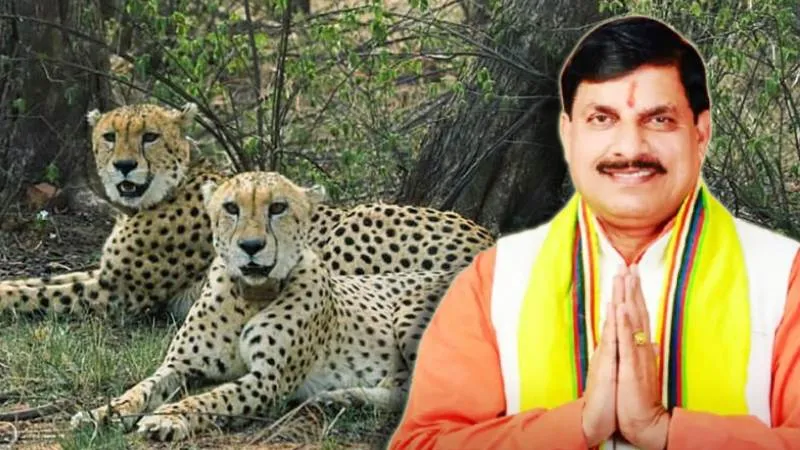 सीएम मोहन यादव ने अंतरराष्ट्रीय चीता दिवस पर कूनो में तीन चीतों की दी खुली रिहाई, जंगल में संख्या बढ़कर 19