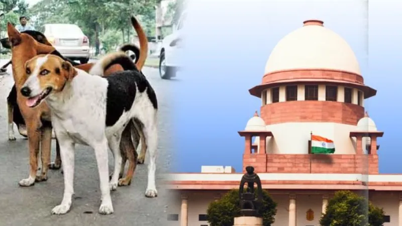 कुत्ता कब काट ले, कोई नहीं जानता... आवारा कुत्तों पर सुप्रीम कोर्ट की कड़ी टिप्पणी