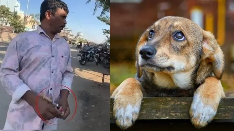 चुनावी वादा पूरा करने के लिए 500 कुत्तों को मार डाला! तेलंगाना का हैरान कर देने वाला मामला