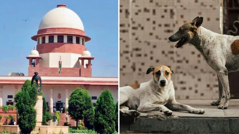 'कुत्तों की ज्यादा चिंता है, तो अपने घर ले जाएं...', स्ट्रीट डॉग्स पर SC का बड़ा फैसला, कहा-जिम्मेदारी तय होगी