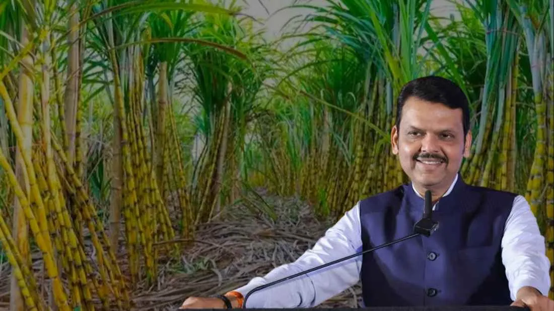 गन्ना पेराई सीजन में महाराष्ट्र ने दिखाया दम, चीनी उत्पादन 492 लाख क्विंटल तक पहुँचा