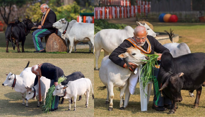 दूध में अमृत, कम उंचाई, बड़ी खास नस्ल का है पीएम मोदी के गोद में बैठा गाय का ये बच्चा
