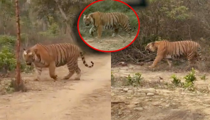 जिम कॉर्बेट में दिखा अब तक का सबसे विशालकाय बाघ, लोगों ने दिया 'हरक्यूलिस' नाम... देखें हैरान कर देने वाला वीडियो