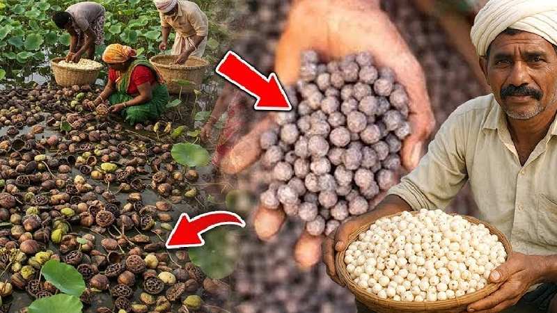 कैसे बनता है मखाना? कितने दाम में बेचते हैं किसान? मखाना उगाने वाले किसानों की कहानी सुनिए