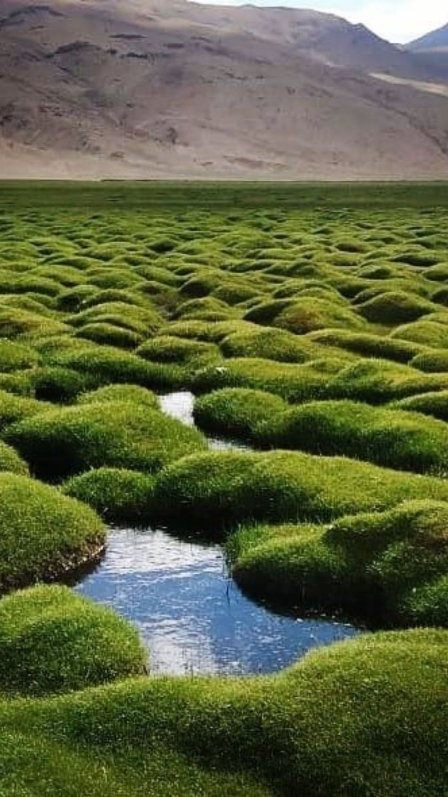 पुगा घाटी – जहाँ धरती उगलती है गर्मी, और दिखती है जियोथर्मल शक्ति! जानिए विसतार से