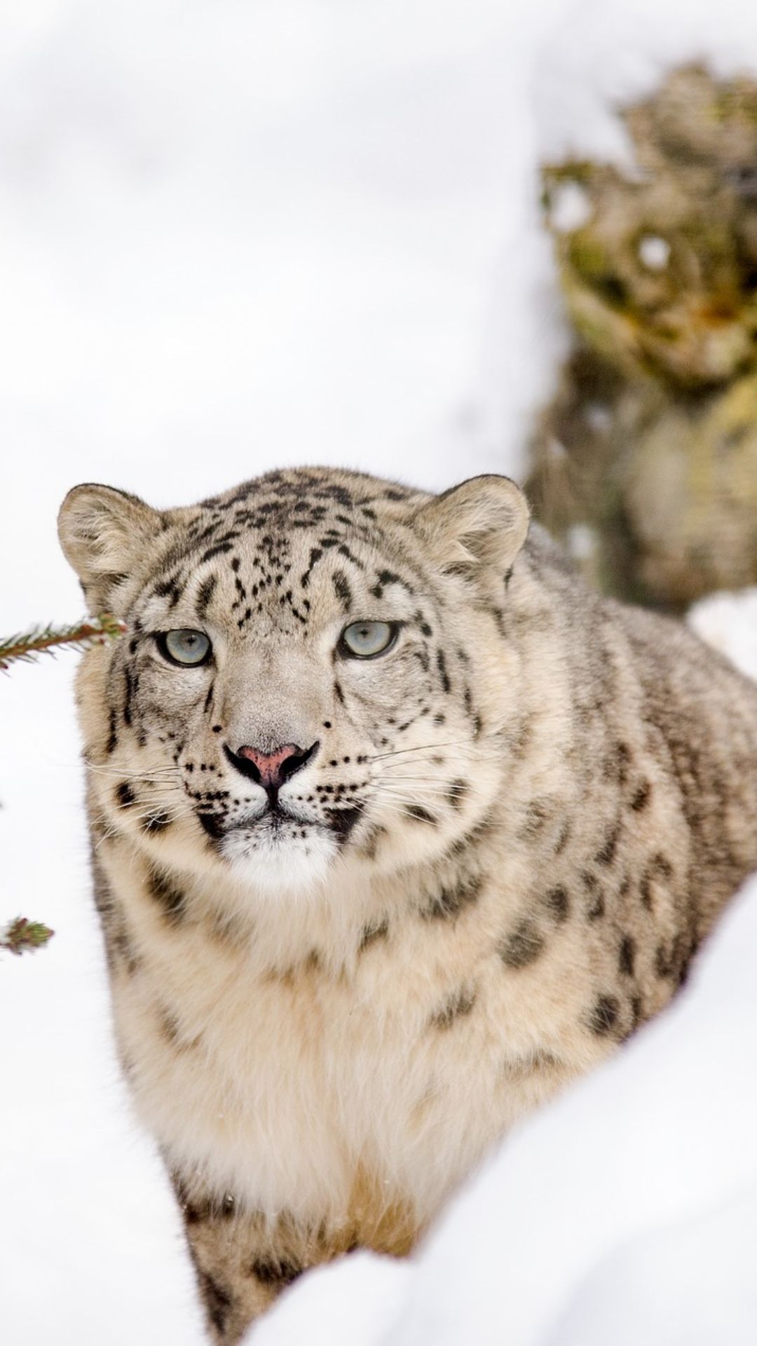 लद्दाख में इन 7 जानवरों को देखने लोग दुनिया भर से आते हैं...जानिए आखिर क्यों हैं ये इतने खास