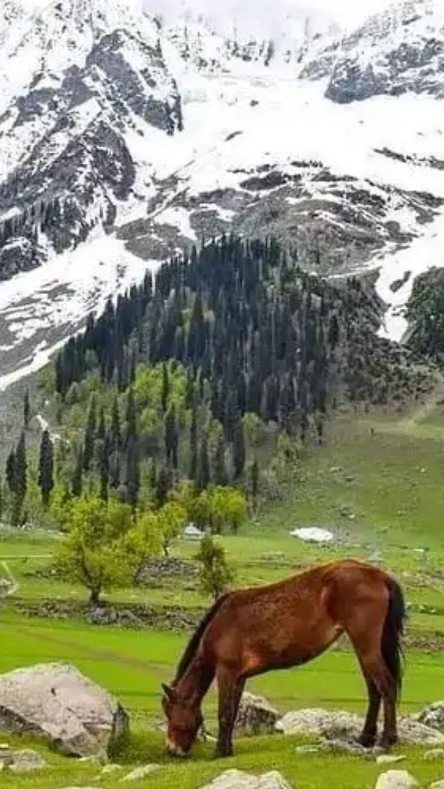 स्वर्ग जैसी खूबसूरत वादियों में मिलती हैं वीरता की अनेकों कहानियां...जानिए पर्यटन के लिहाज़ से क्यों खास है द्रास गांव