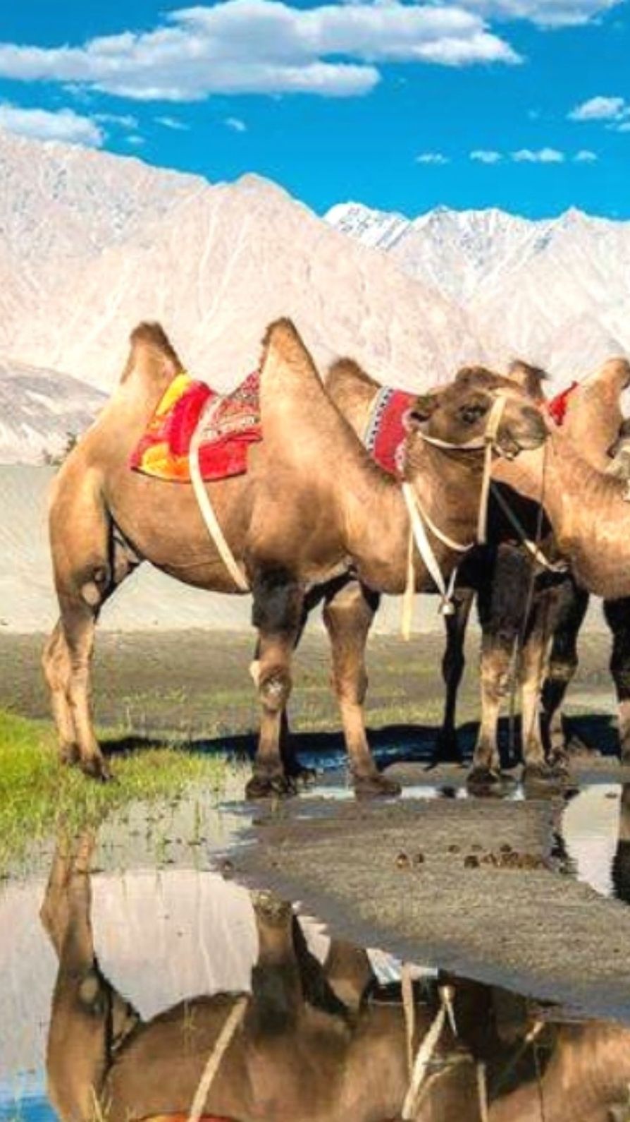 एक ऐसा अनुभव जो भारत में कहीं और नहीं मिलेगा - हुंदर की बैक्ट्रियन ऊँट सफारी