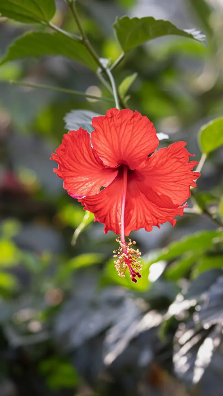 लाल रंग का ये फूल ट्रेन की रफ़्तार से घटाएगा आपका वजन, बस जान लें सेवन करने का तरीका!